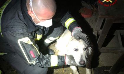 Cane finisce in un lavatoio dal quale non riesce a uscire: salvato