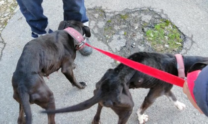 Il proprietario è ricoverato in ospedale da una settimana: Enpa salva due pittbull a Calenzano