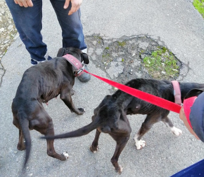 Il proprietario è ricoverato in ospedale da una settimana: Enpa salva due pittbull a Calenzano