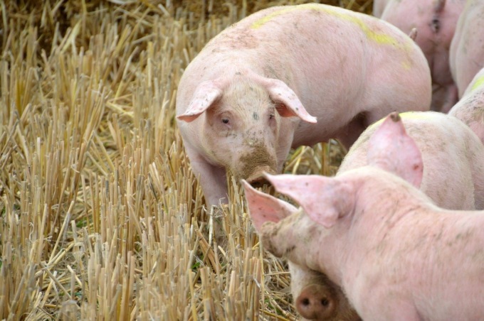 Peste suina: Cia Toscana, suinicoltura regionale e cinta senese a rischio