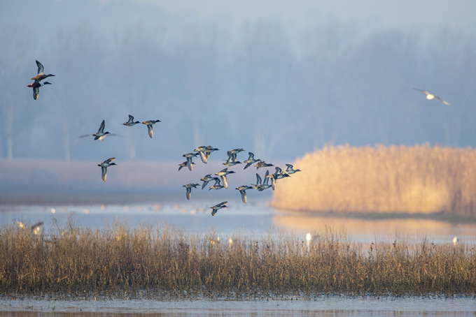 Censimento degli uccelli acquatici svernanti: il Padule di Fucecchio supera ancora le 13000 presenze, confermandosi fra le prime aree umide toscane