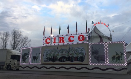 Attendato il tendone del Circo a Signa: si parte stasera con gli spettacoli