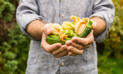 Facciamo l’orto in casa: da oggi in regalo le zucchine