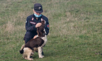 Signa: compra un cane che poi scopre essere stato portato illegalmente in Italia