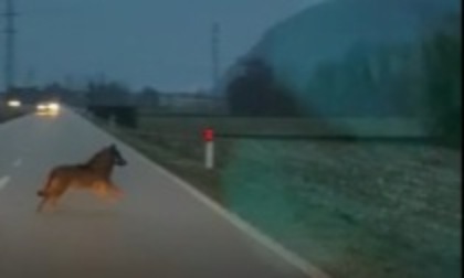 “Lupi inseguono un giovane in scooter”, l’allarme a San Giuliano