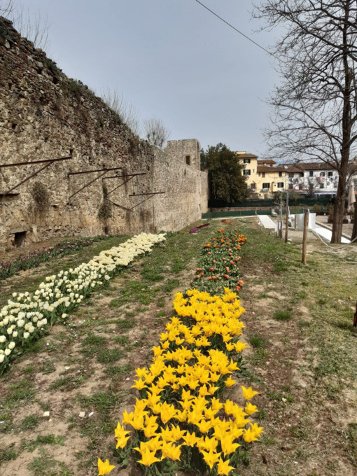 Progetto Wander and pick, sabato 2 aprile l’apertura al pubblico del giardino con 50 varietà di tulipani da ammirare e raccogliere