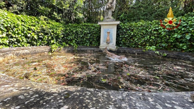Due caprioli finiscono nella vasca ornamentale della villa: salvati dai vigili del fuoco