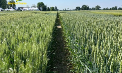 Grano, Confagricoltura Toscana: “Decreto non risolve i problemi, il settore è in difficoltà”