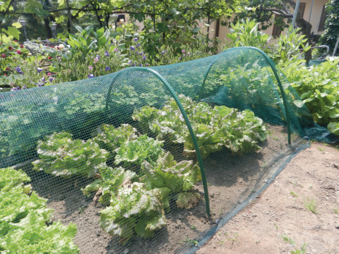 Grandine, sole, uccelli e insetti: per le nostre piante una rete protettiva contro ogni pericolo