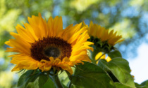 In regalo con Bisenziosette i semi di girasole