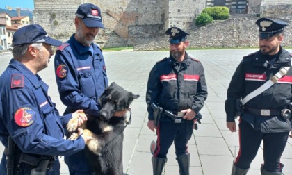 Aveva 170 grammi di droga: preso grazie alla nuova unità cinofila della Polizia Municipale