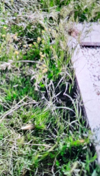 Cimitero di Borgo San Lorenzo: la denuncia di incuria e degrado