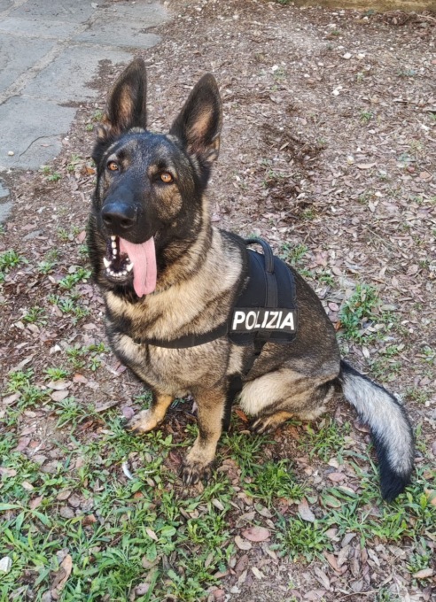 Hashish nascosto nell’ex area ferroviaria di via Bausi