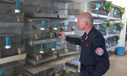 Gambassi Terme: irregolare detenzione di avifauna. Denunciato