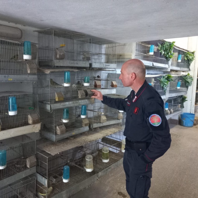 Gambassi Terme: irregolare detenzione di avifauna. Denunciato