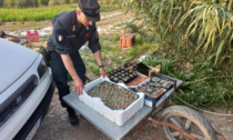 Carabinieri forestali denunciano un uomo a Campi per coltivazione di Peyote