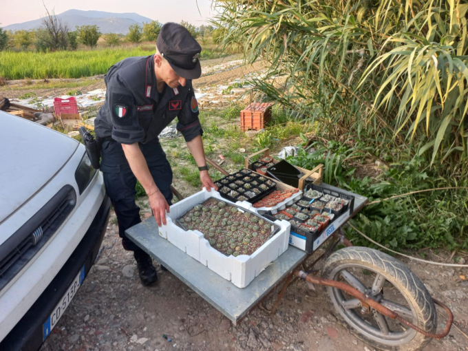 Carabinieri forestali denunciano un uomo a Campi per coltivazione di Peyote