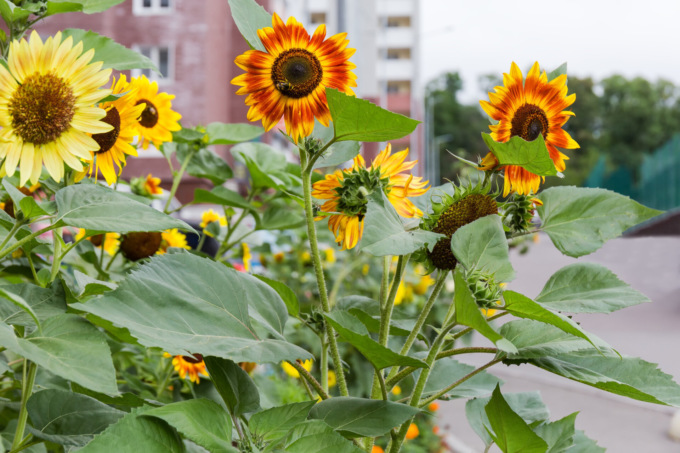 Girasole: fiori caldi, luminosi e allegri