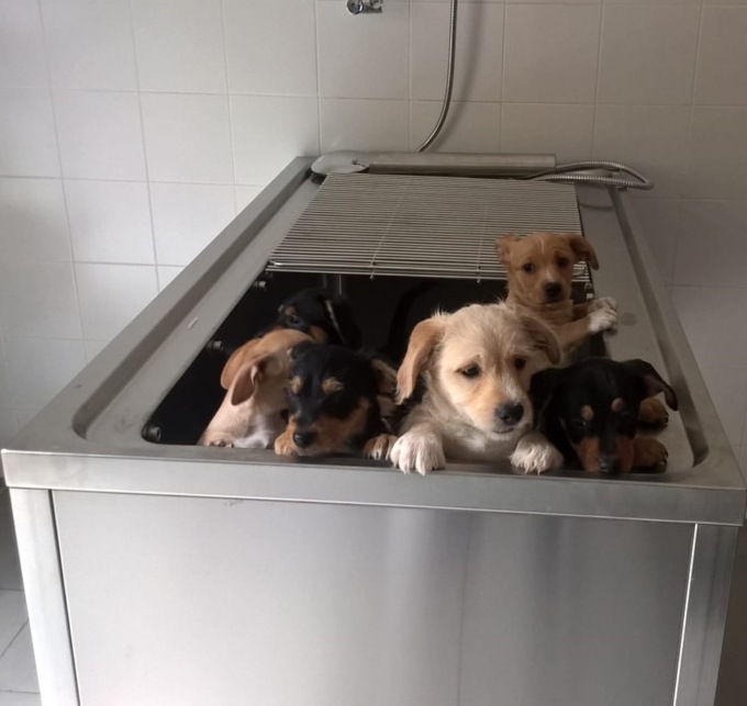 Cortona, cuccioli di cane uccisi e gettati dentro un cassonetto: “Turbata intera comunità”