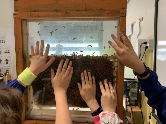 Calenzano: piante amiche delle api nei giardini della scuola