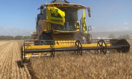 La scarsa produzione di orzo, mette in allarme al Coldiretti