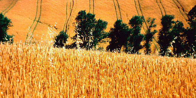 Coldiretti Toscana: grani, semini primaverili e pascoli salvati dalla pioggia