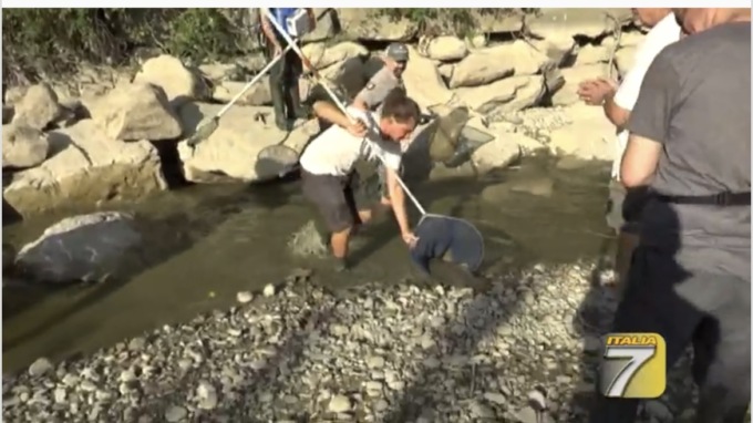 Il salvataggio dei pesci nel fiume Pesa a Montelupo
