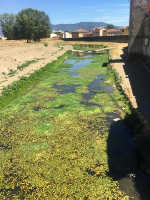 Siccità: e il Bisenzio a Campi si sta trasformando in un prato…