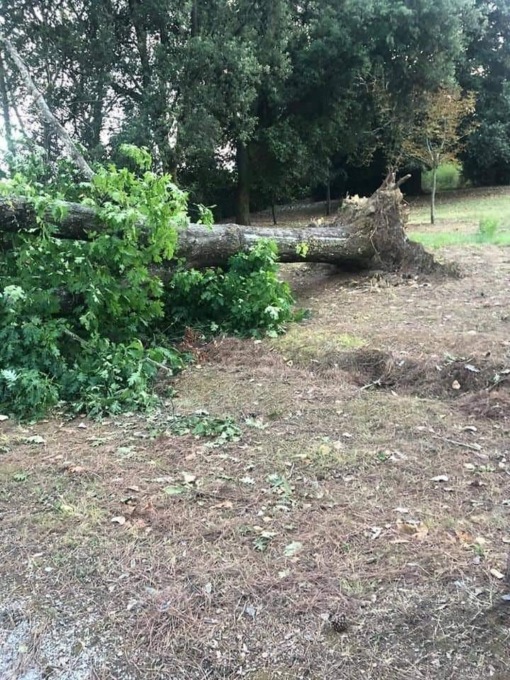 Maltempo, a Firenze caduti 30 alberi 