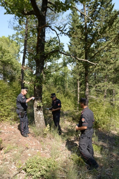 Tagliate piante che erano tutelate: nei guai titolare di una ditta