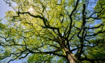 Alberi monumentali: Prato al primo posto seguita da Firenze