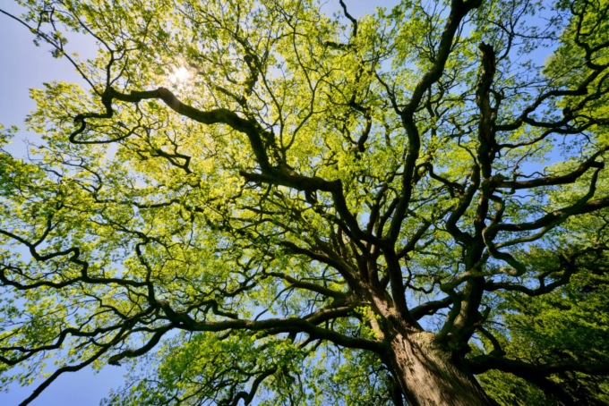 Alberi monumentali: Prato al primo posto seguita da Firenze