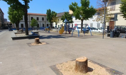 Il Comitato tutela degli alberi: "Verso la desertificazione di piazza IV Novembre"