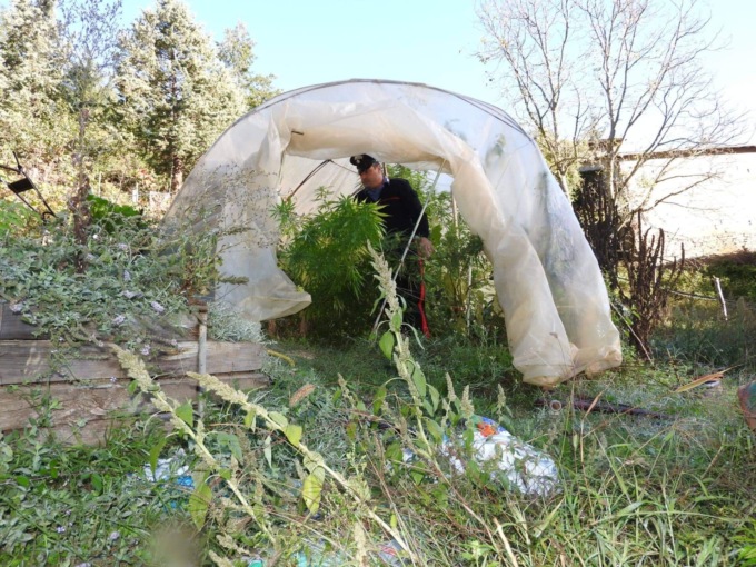 Un deferimento per l’ipotesi di coltivazione illecite di sostanze stupefacenti 