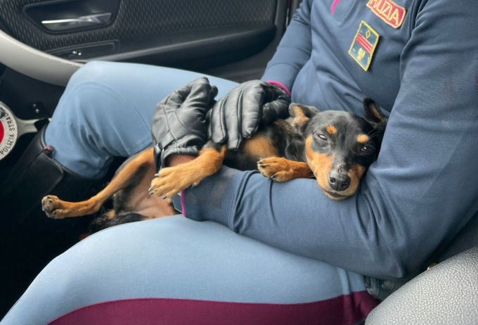 Cucciolo impaurito sulla Fi-Pi-Li, salvato dalla stradale