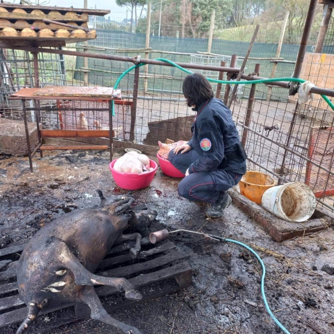 Scoperte macellazioni clandestine di Ovini dai Carabinieri Forestali 