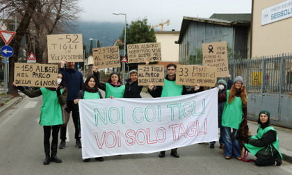 Anniversario dell’abbattimento degli alberi di via XX Settembre, il Comitato: “Noi coi tigli, voi coi tagli”