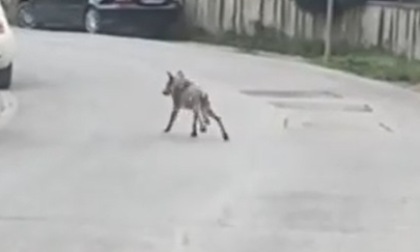Lupi e ungulati: in Mugello nuovi avvistamenti