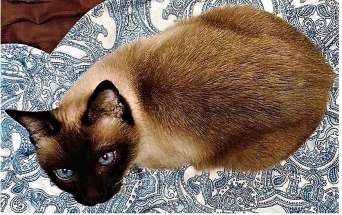 L’appello disperato di Mattia: “è scomparso Romeo, aiutatemi a ritrovarlo,  la casa è vuota senza il mio gatto siamese”