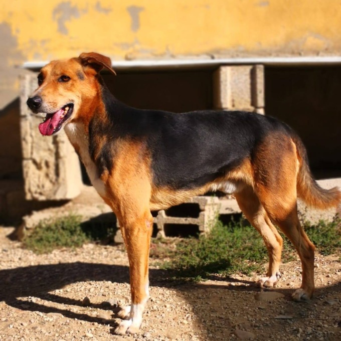 ”L’amore è qui”: i cani “trovatelli” sestesi in cerca di famiglia