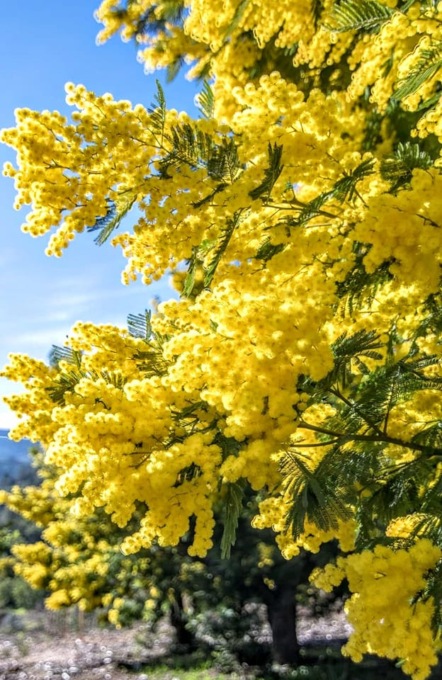 In Toscana un’impresa agricola su tre è guidata da una donna