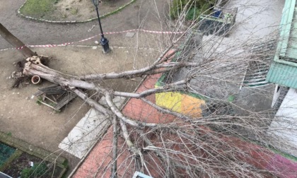 Albero caduto, gli assessori Funaro e Giorgio incontrano il dirigente della scuola Pestalozzi
