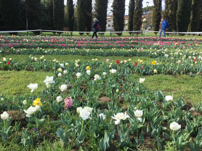 Al Giardino del Bardo 35mila tulipani salutano la primavera