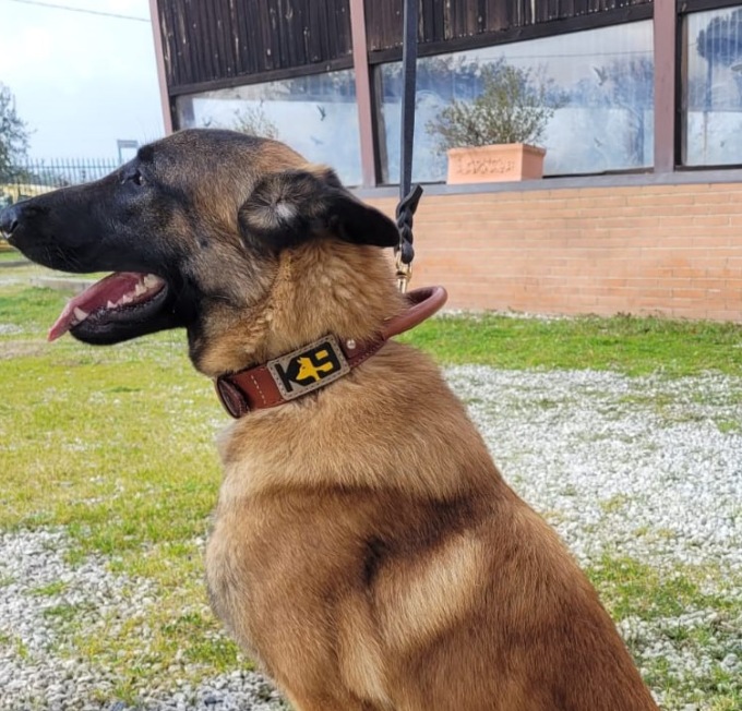 Sirio in azione scova nove dosi di cocaina