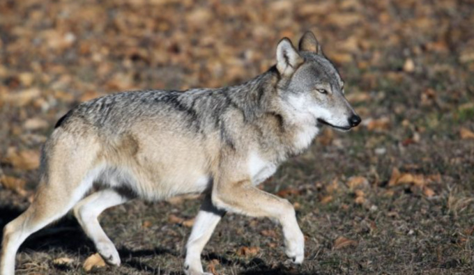 Allarme lupi, Fedagripesca Toscana: “Problema di incolumità per persone e altri animali”
