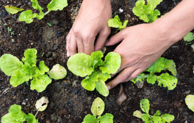 Banca nazionale Terre Agricole, all’asta in Toscana 2500 ettari destinati a under 41