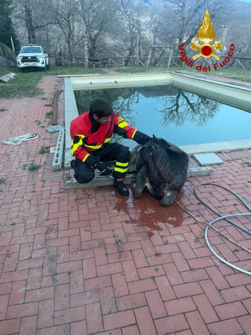 Vitella cade in piscina, salvata dai vigili del fuoco