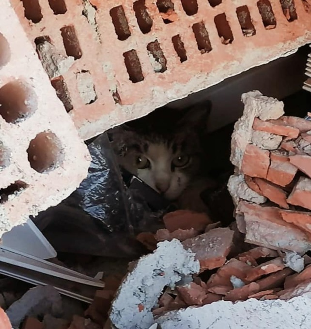 Tra le macerie anche un gattino, fortunatamente estratto vivo