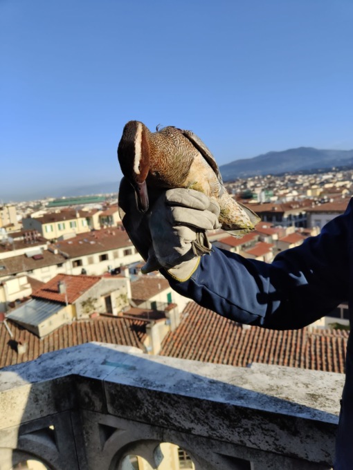 Recuperata un’anatra marzaiola ferita ad un’ala sul Duomo di Firenze