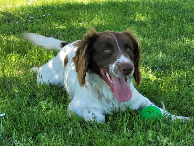Cagnetta trova hashish durante l’addestramento antidroga